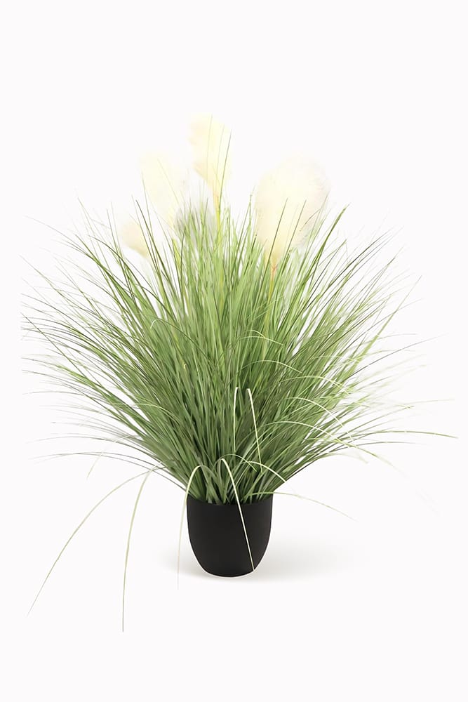 Graminacee XL