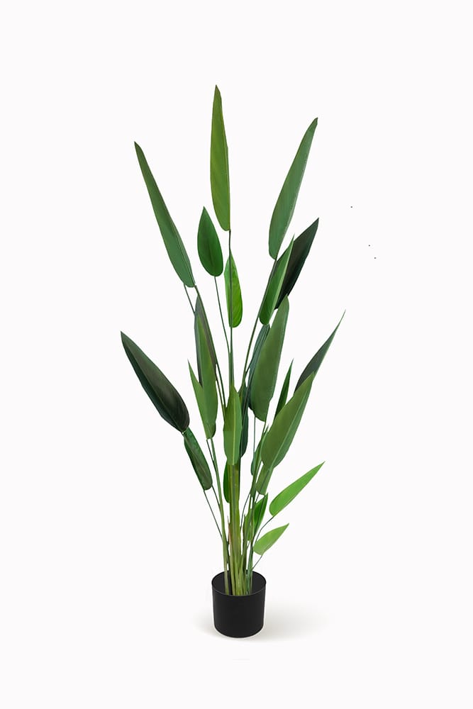 Heliconia