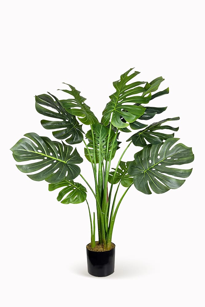 Monstera Esclusiva