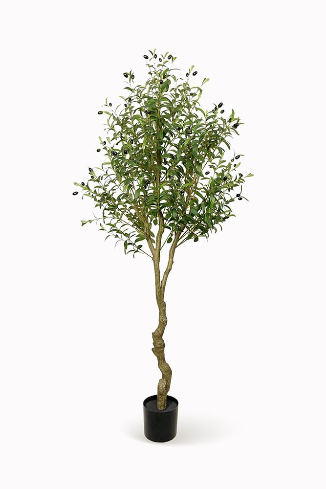 Olivo Fruto