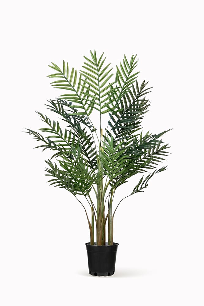 Palma di Areca