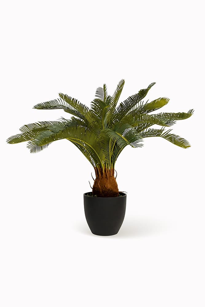 Palmier Cycas