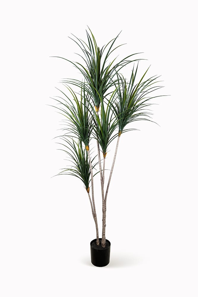 Yucca japonais