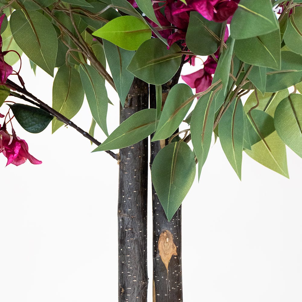 Ficus Bougainvillier
