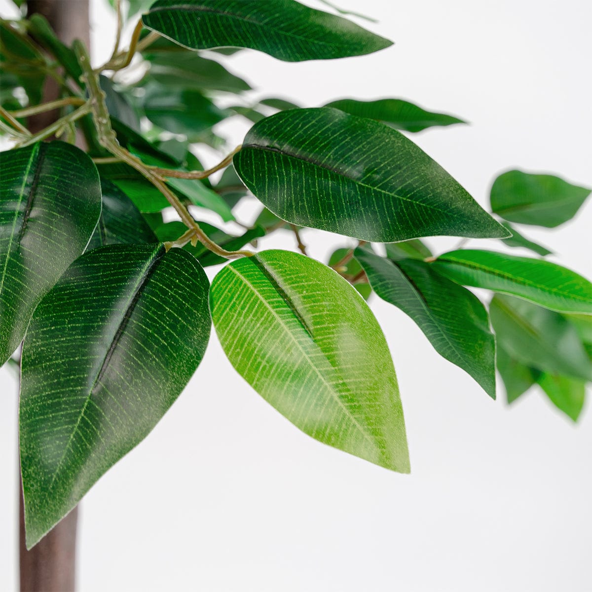 Ficus