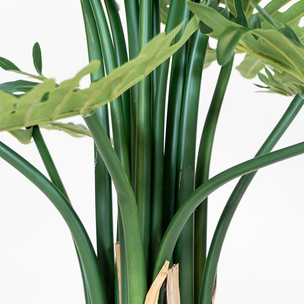 Philodendron