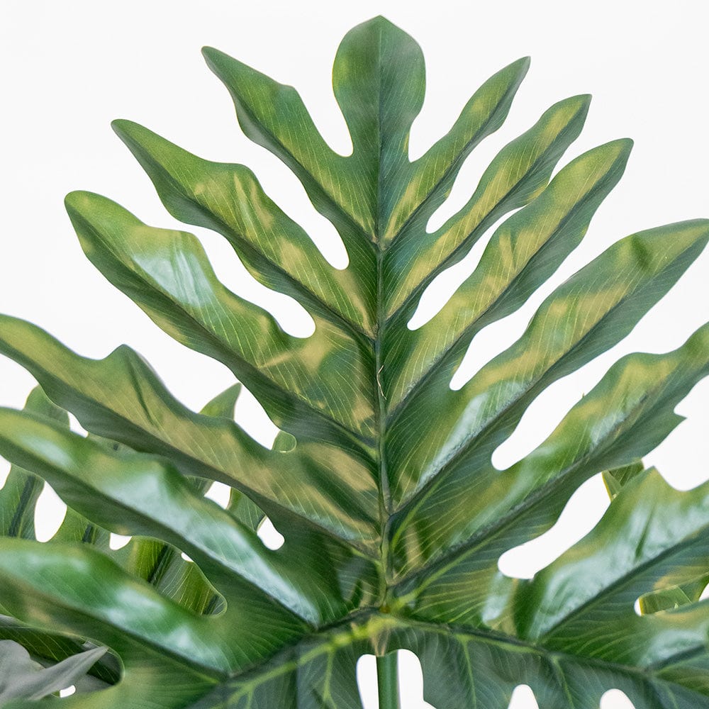 Philodendron