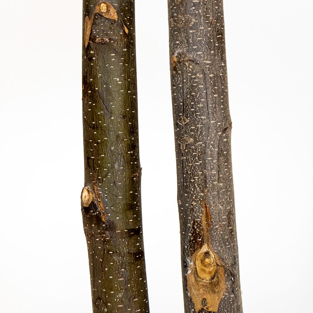 Brillifolium stabilisé