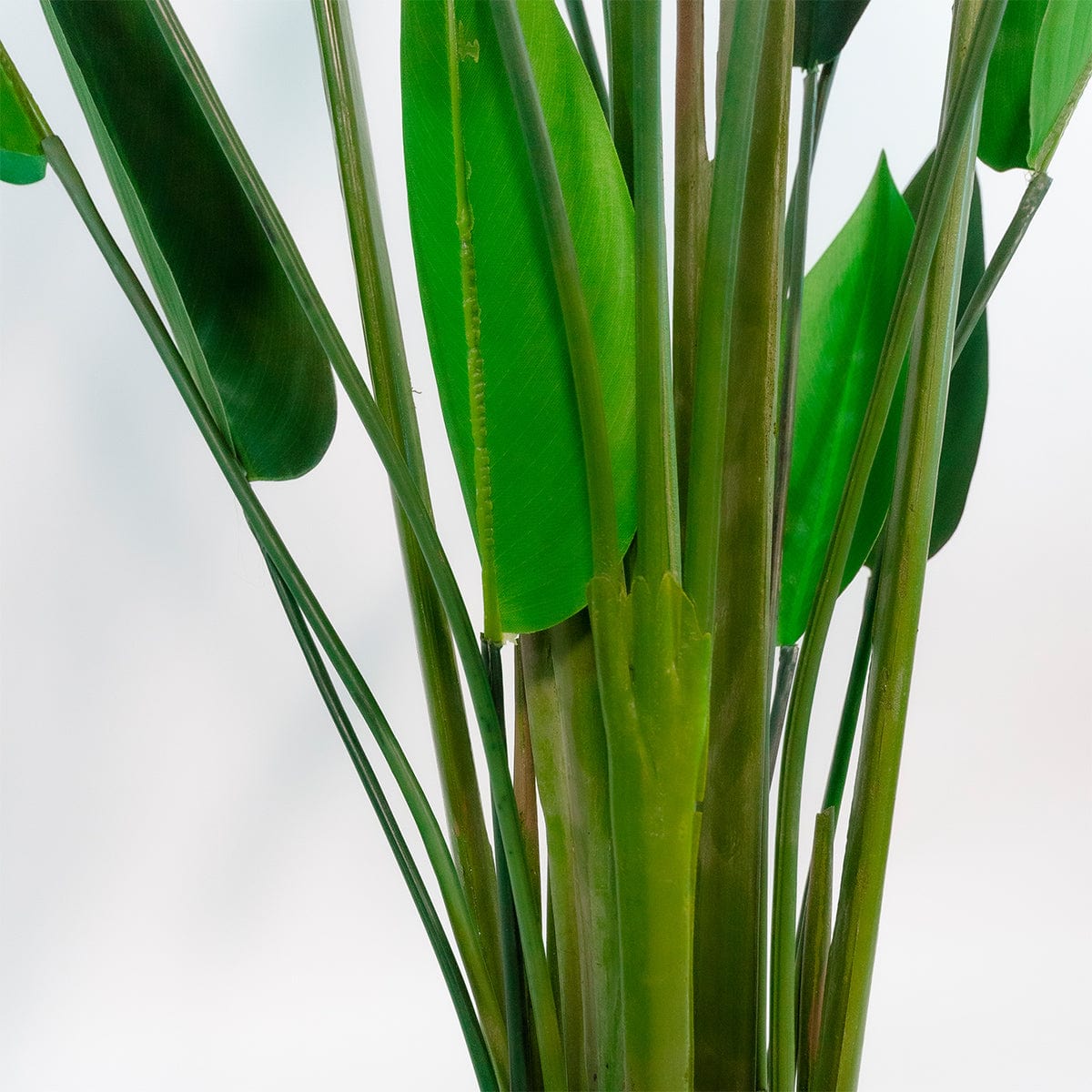 Heliconia