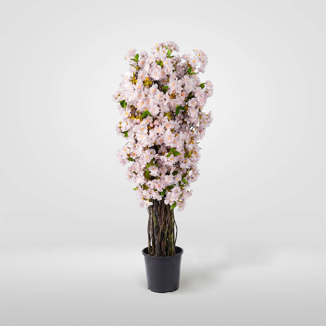 Cerezo Rosa Individual Con Maceta