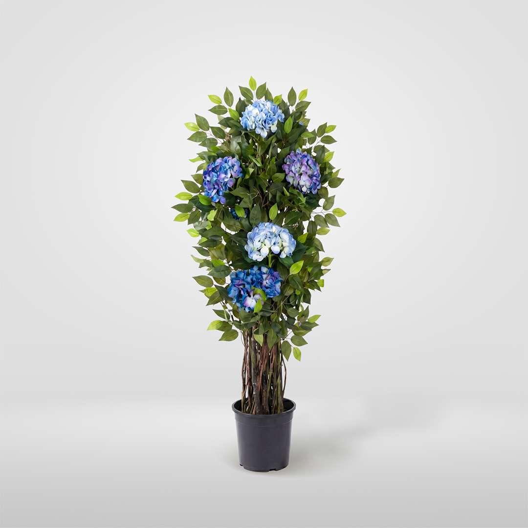 Ficus Hortensia Individual Con Maceta