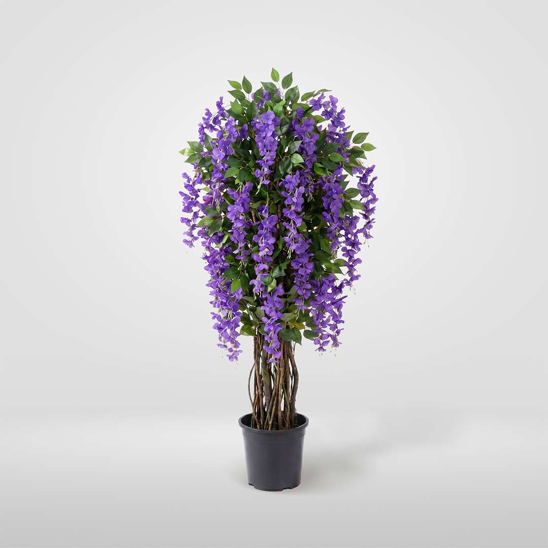 Wisteria Individual Con Maceta