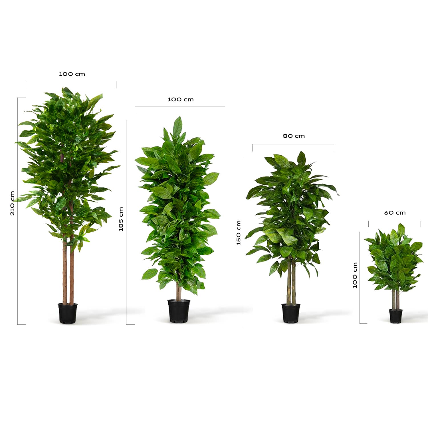 Albero di mango
