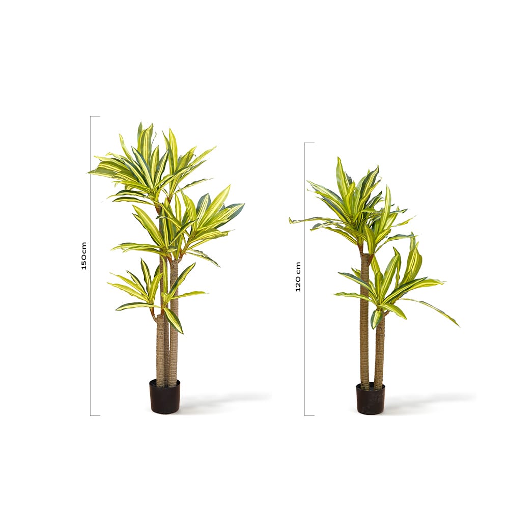 Dracaena Oriental