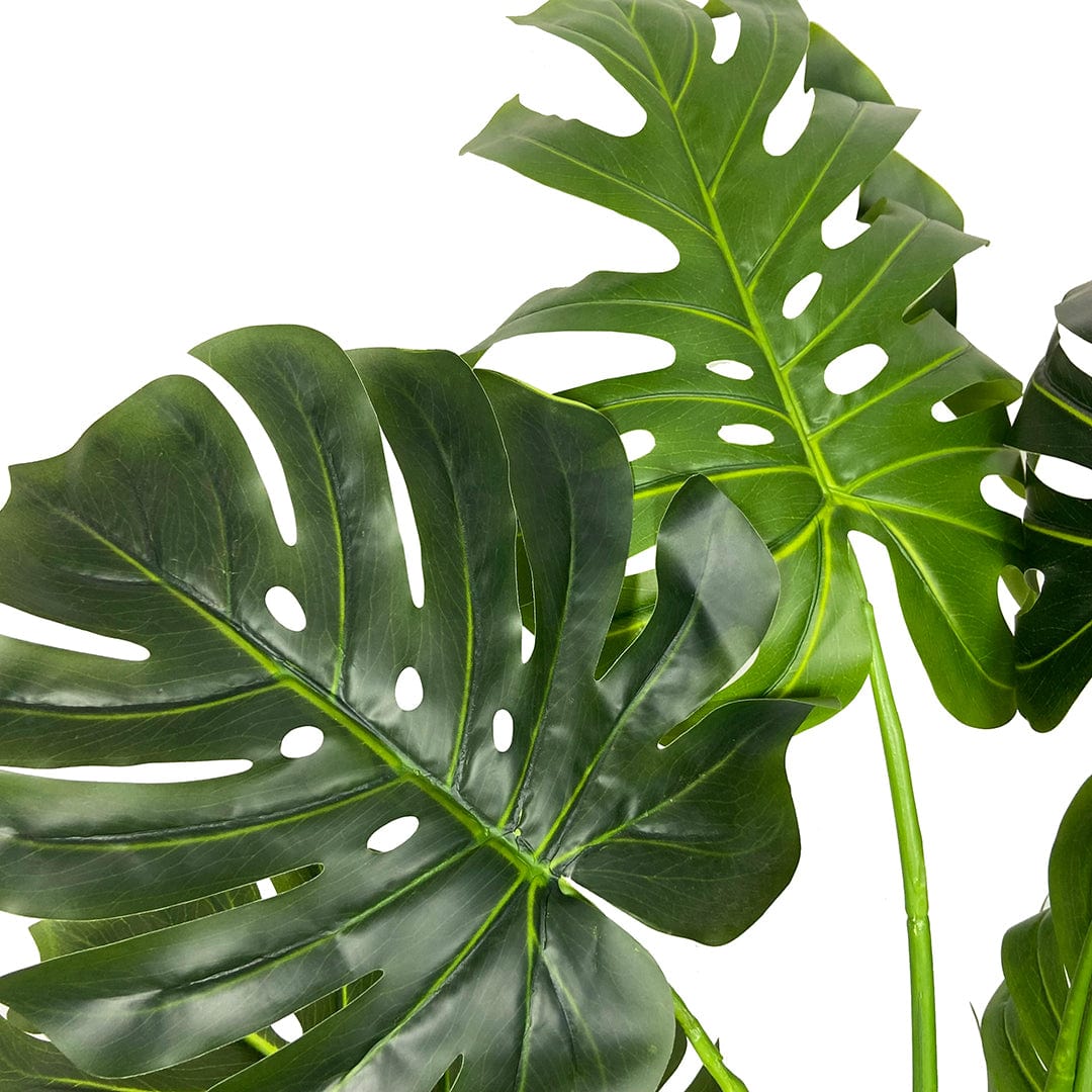 Monstera Esclusiva