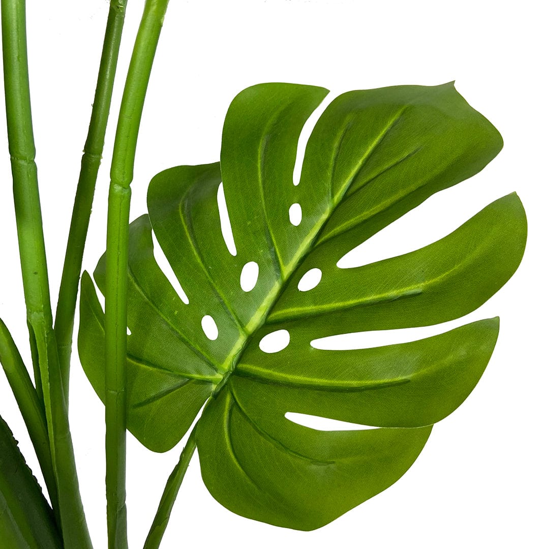 Monstera Esclusiva