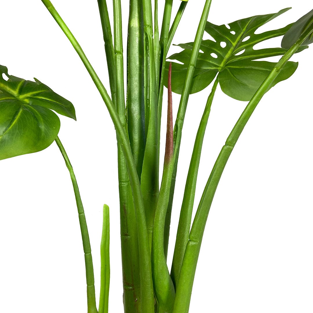 Monstera Esclusiva