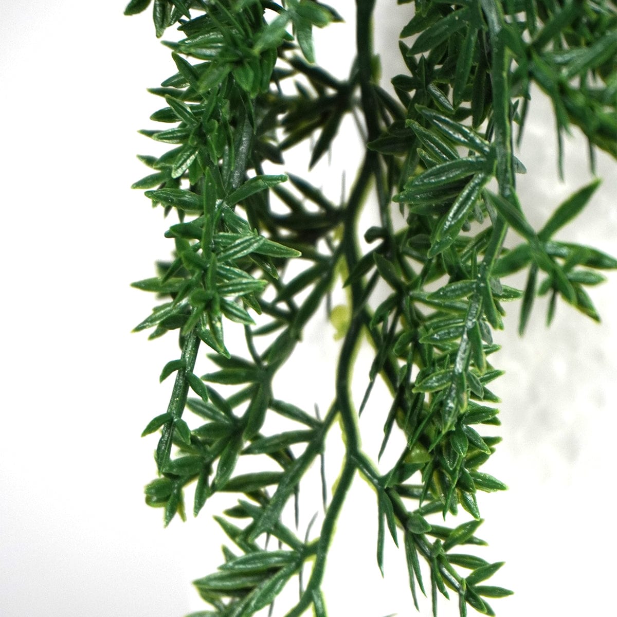 Siepe sospesa Siepe Thuja