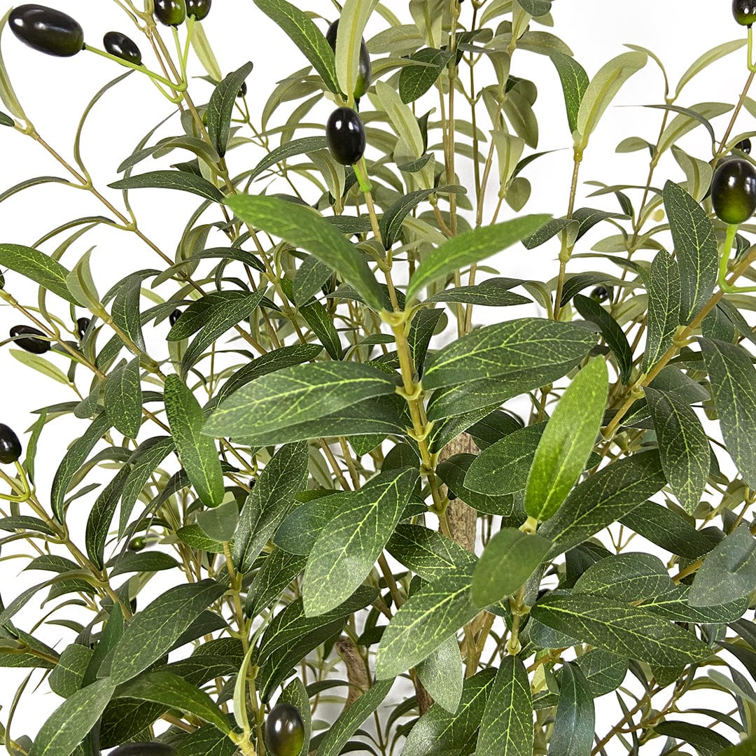 Olivier avec olives