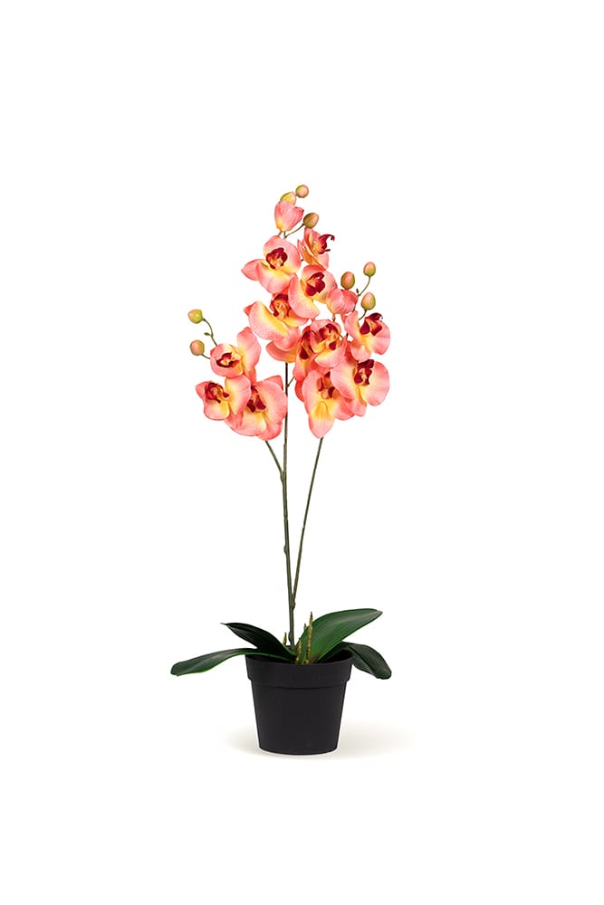 Orchidée Duo saumon