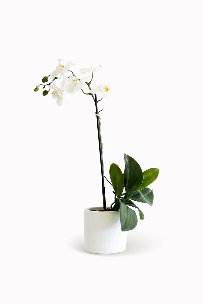 Orchidea mistica bianca