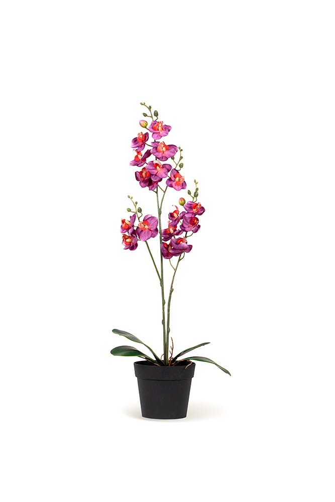 Orchidée Single fuchsia
