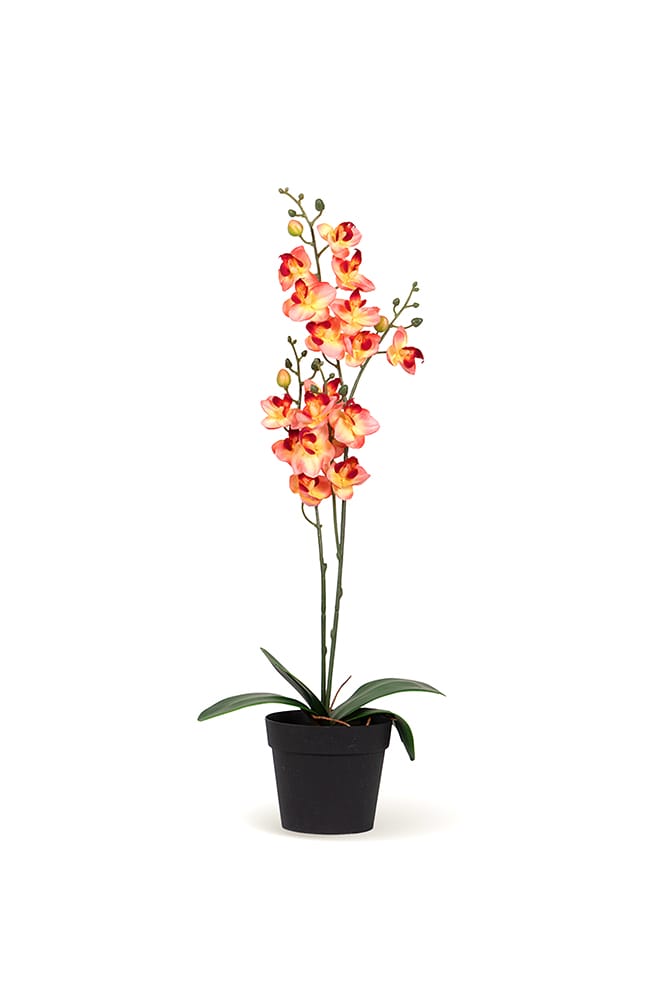 Orchidée Single saumon