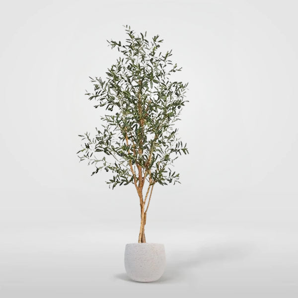 Olivo griego 160cm