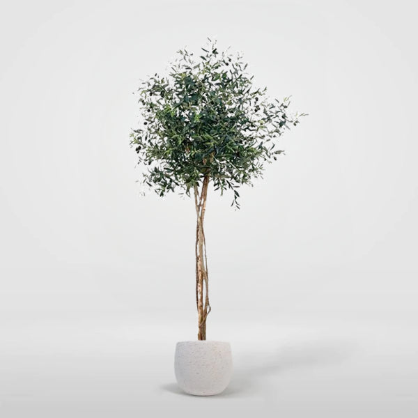 Ulivo Jaen 220cm