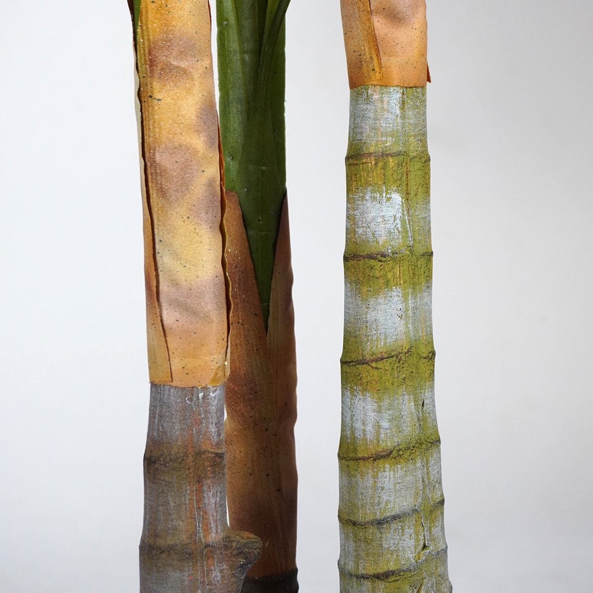 Palmier tropical