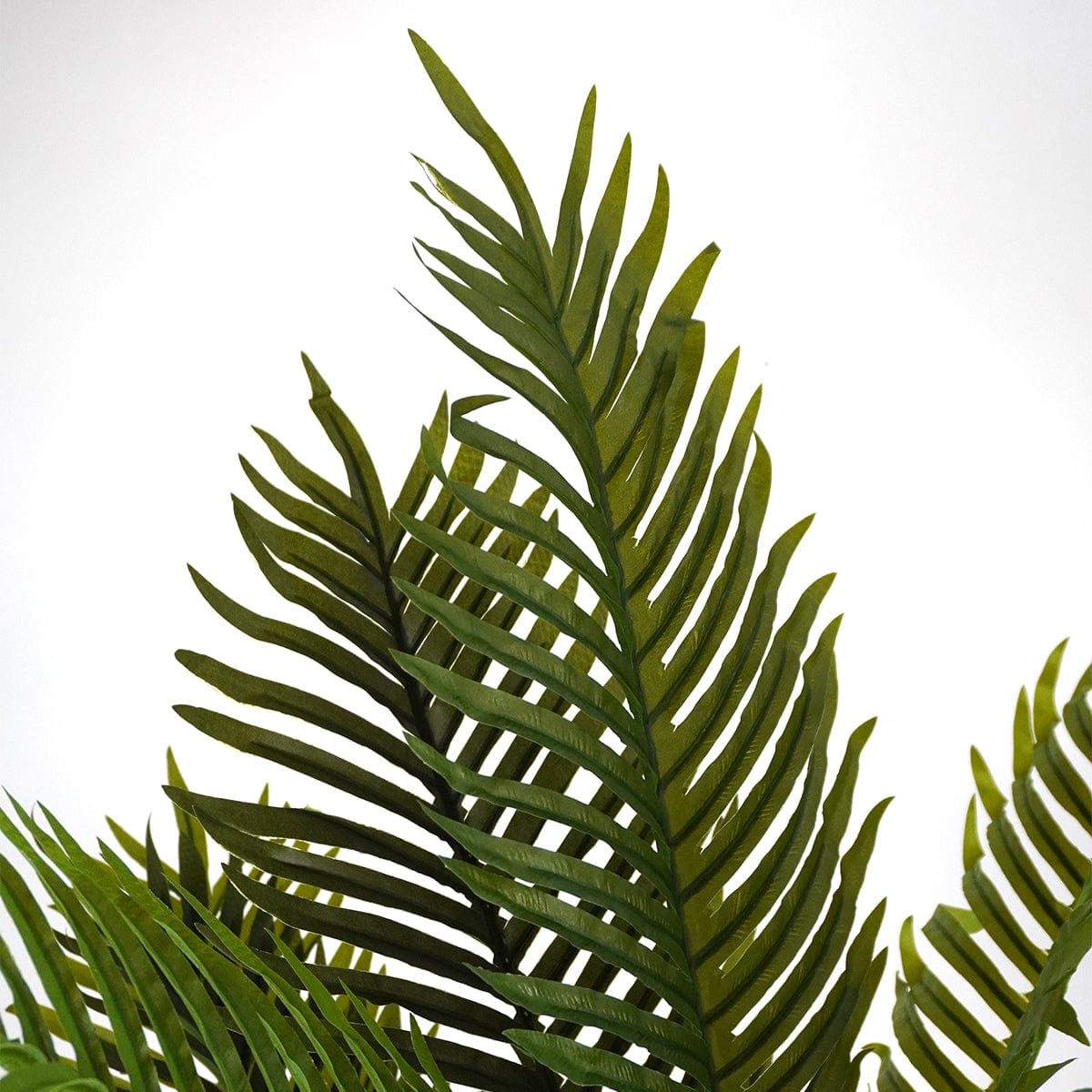 Palmier tropical
