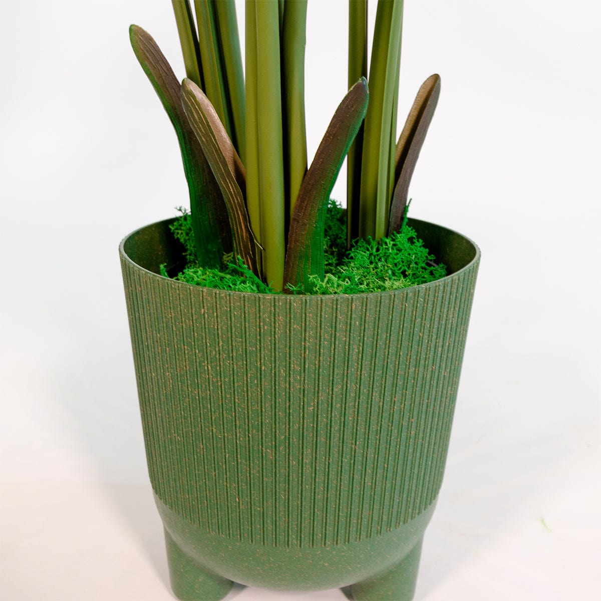 Palmier Areca