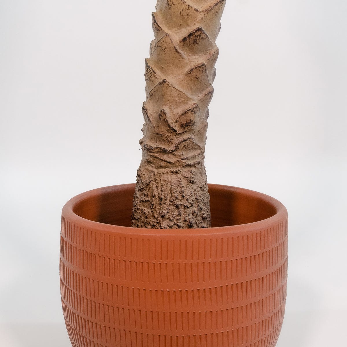 Palmier Phoenix