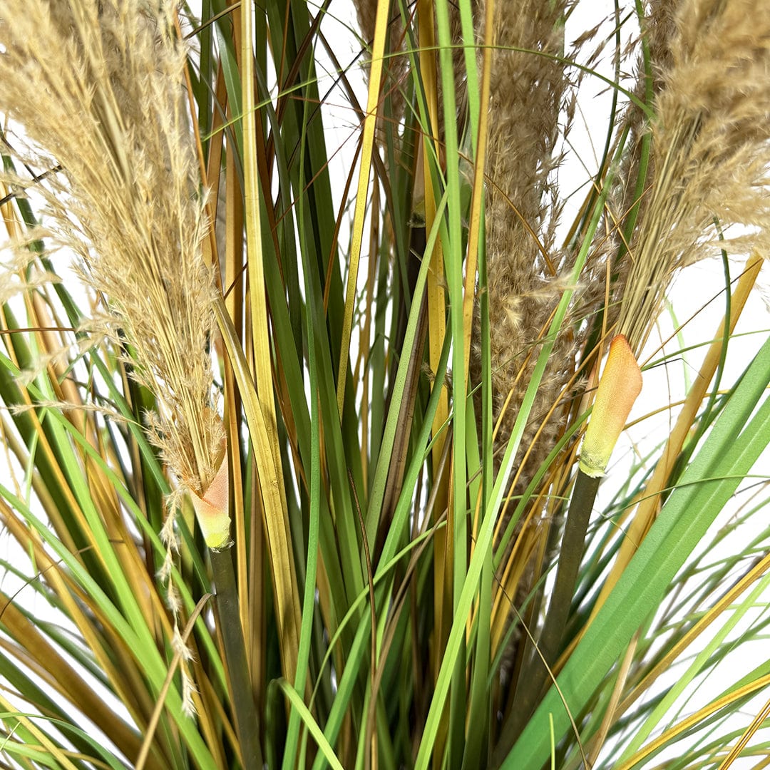 Graminacea Piume Marroni