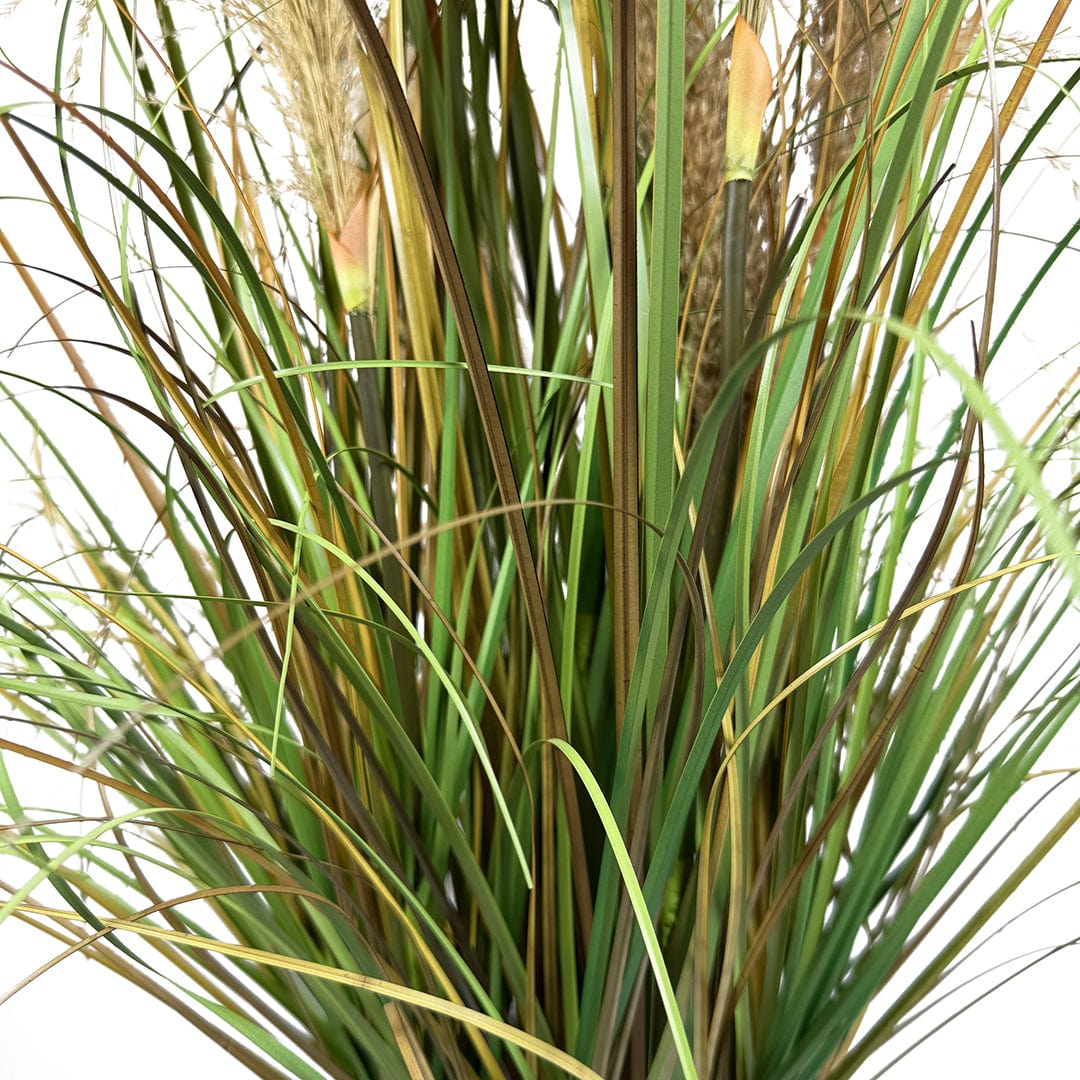 Graminée plumes marron