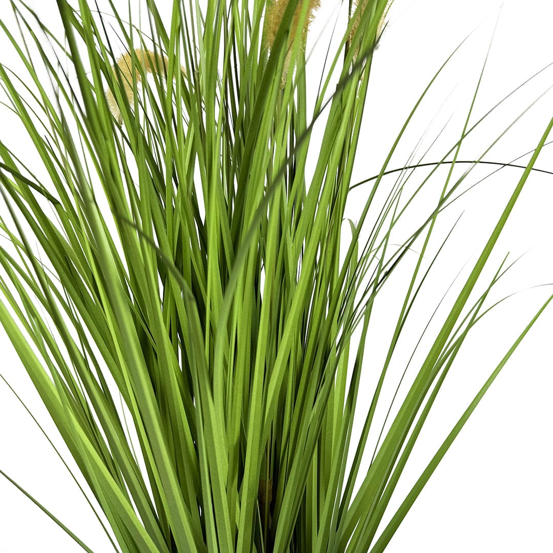 Graminée Pennisetum
