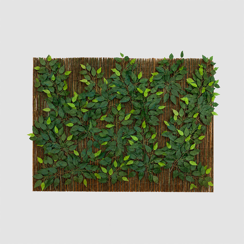 Ocultación Ficus