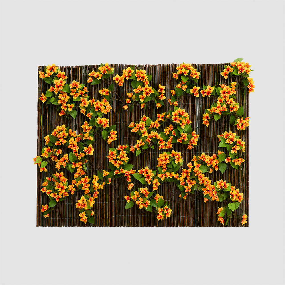 Ocultación Buganvilla Naranja