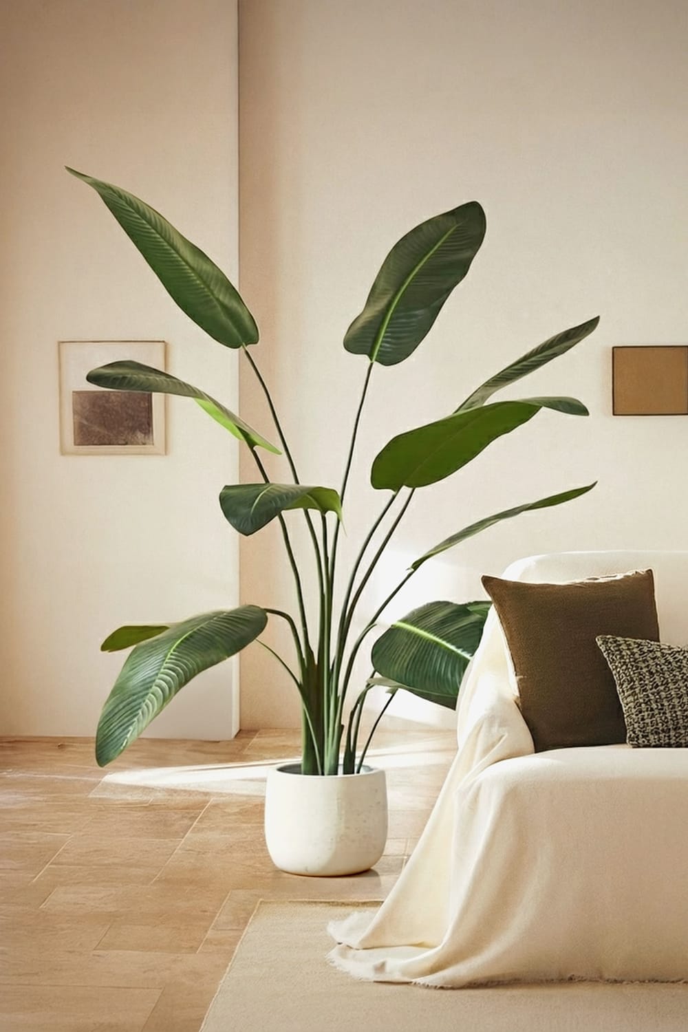 Strelitzia
