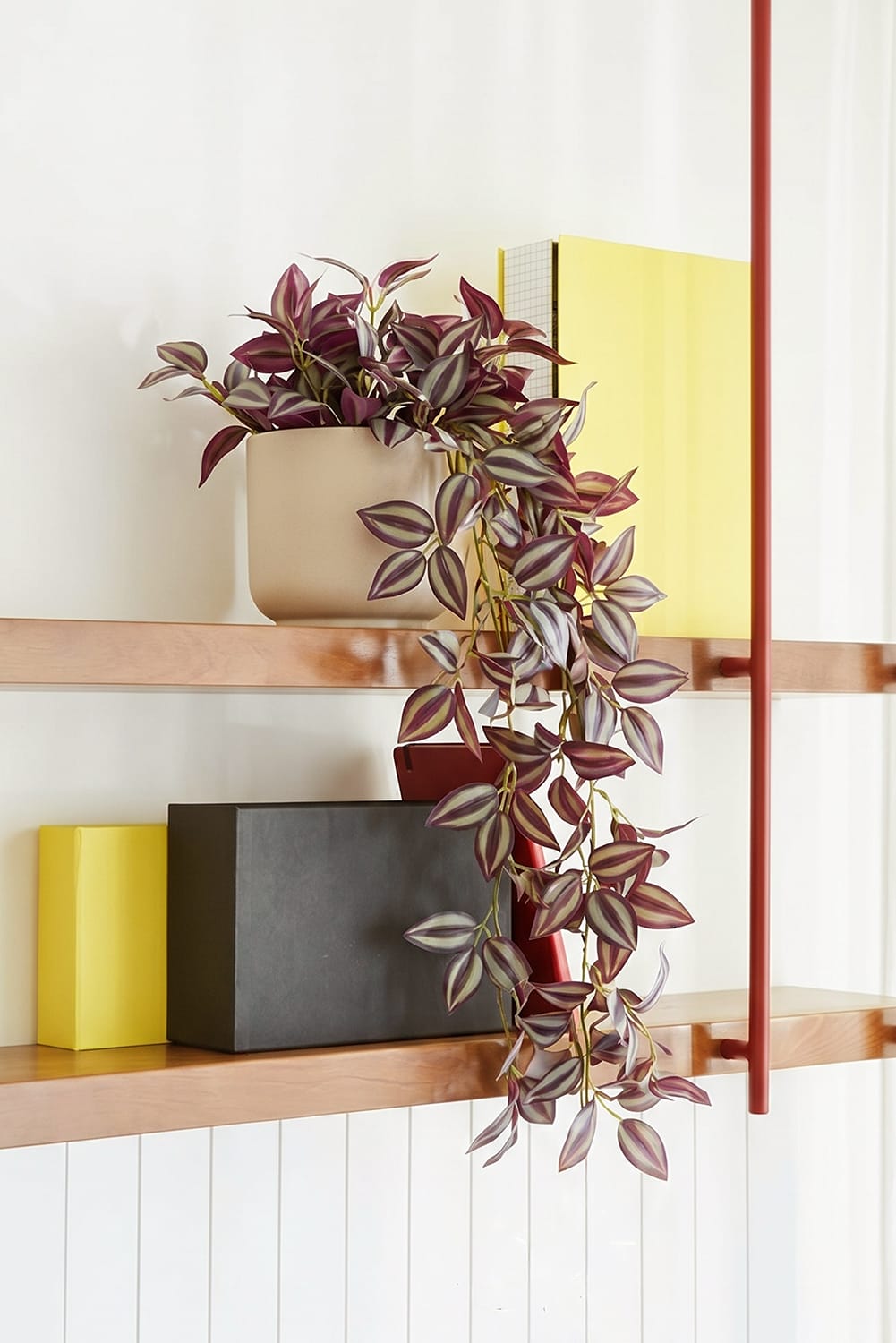 Tradescantia suspendue