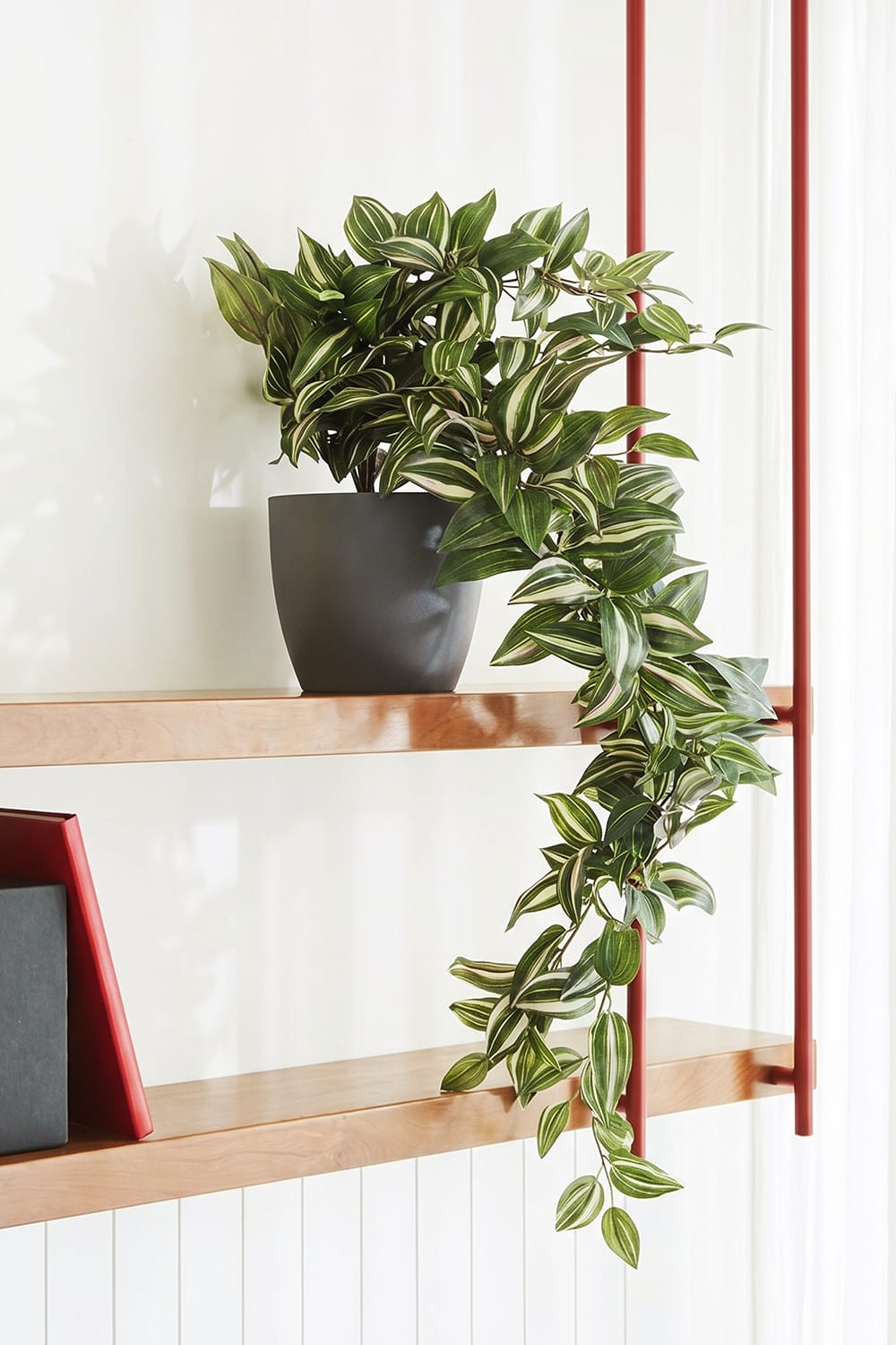 Tradescantia suspendue
