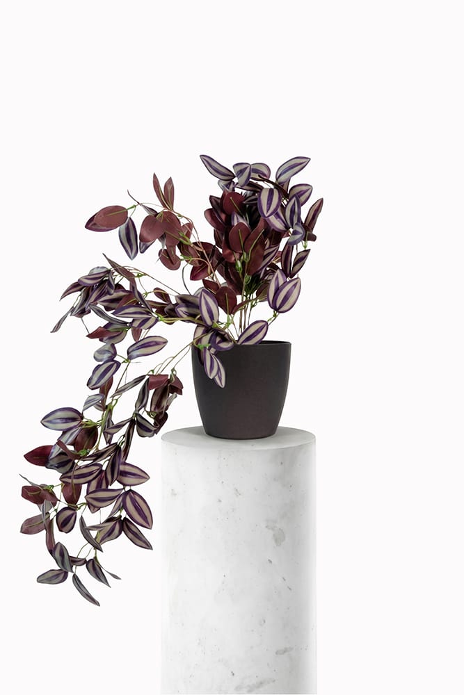 Tradescantia suspendue