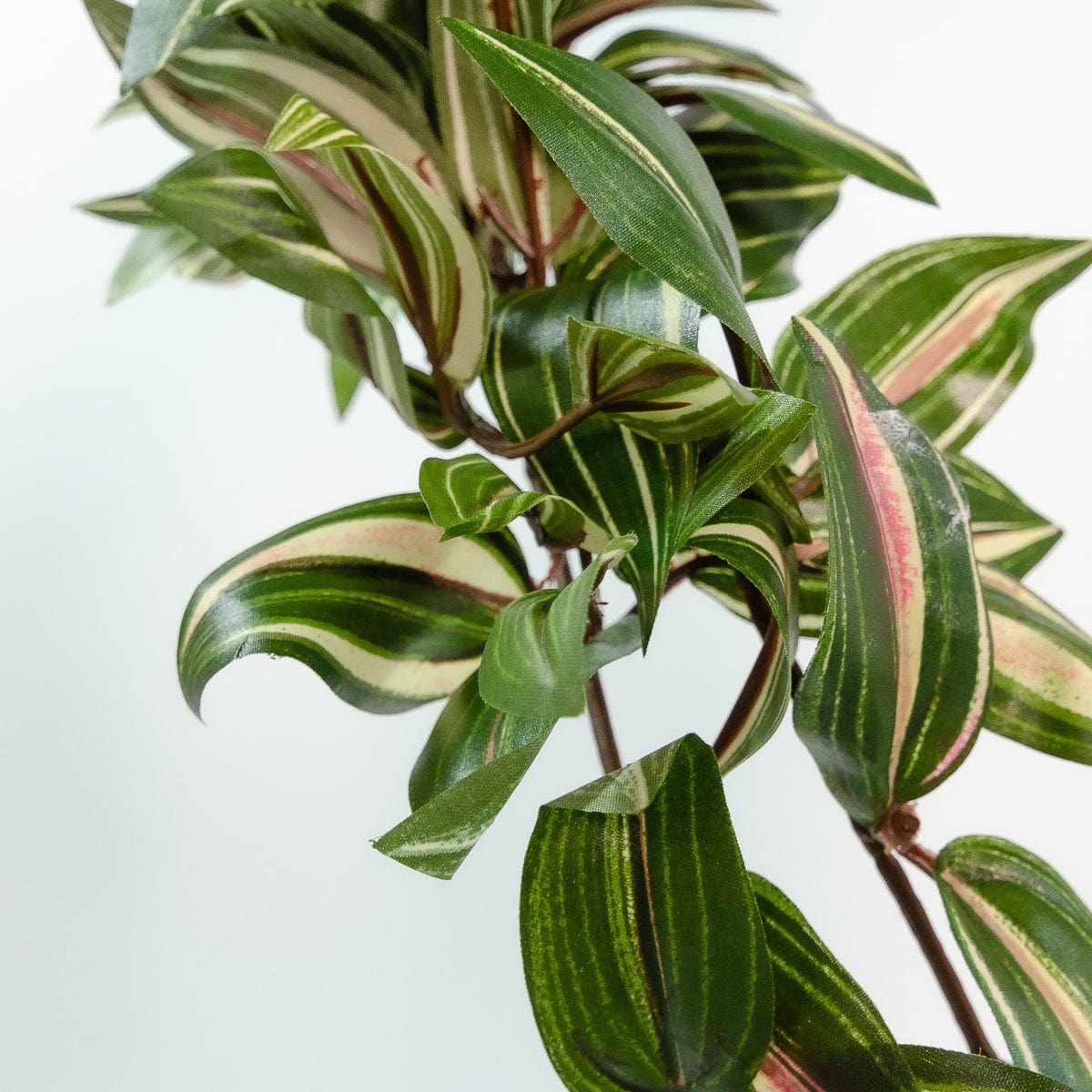Tradescantia suspendue