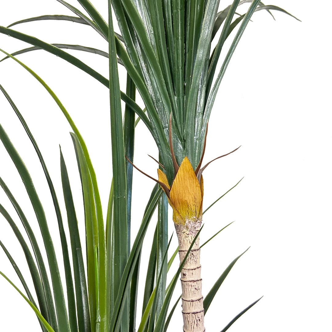 Yucca japonais