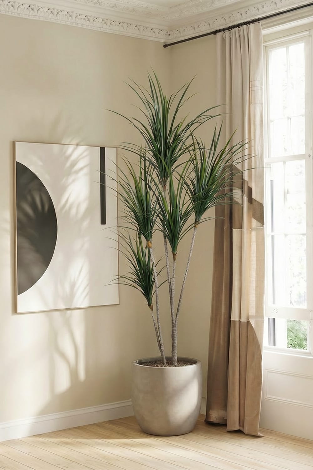 Yucca japonais