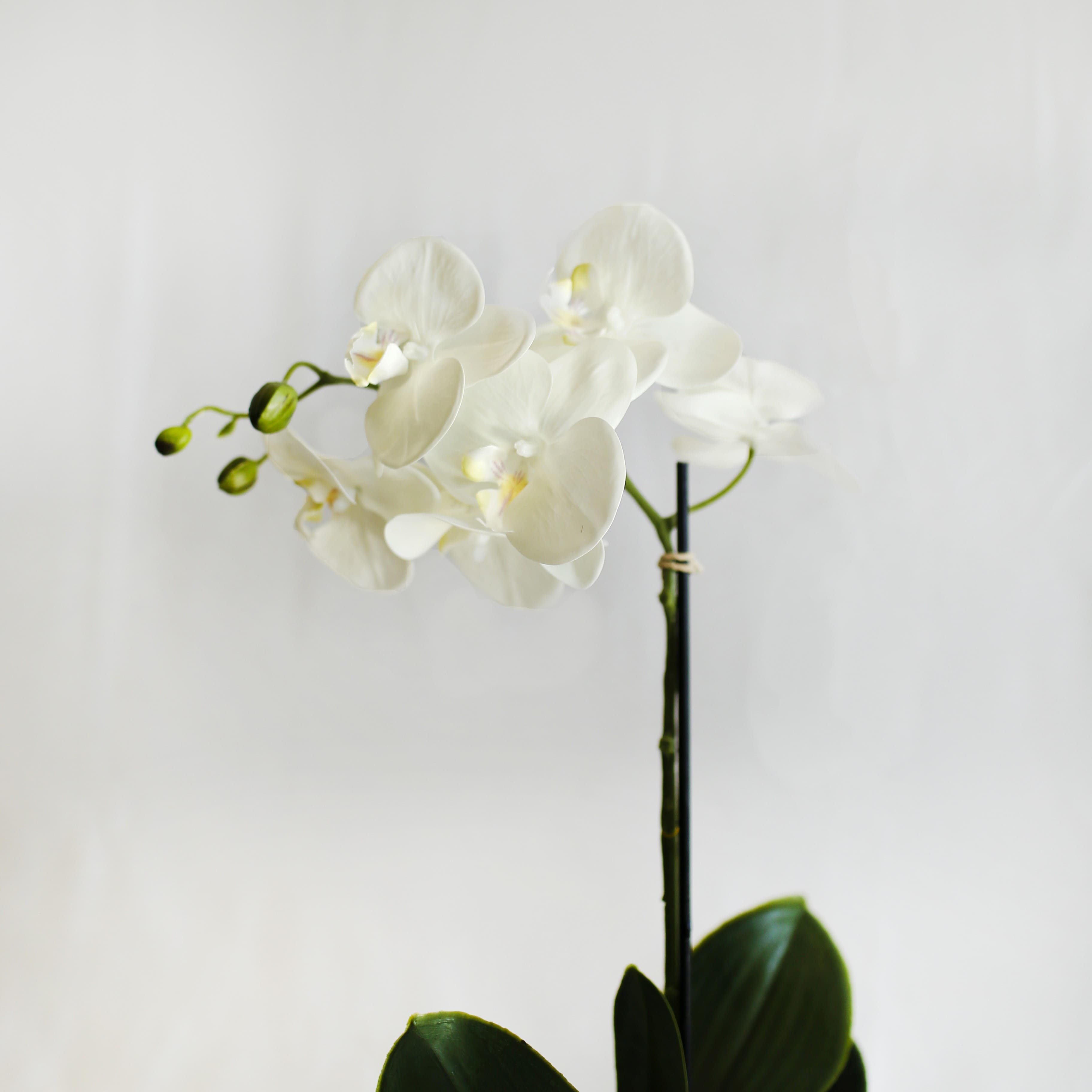Orchidea mistica bianca